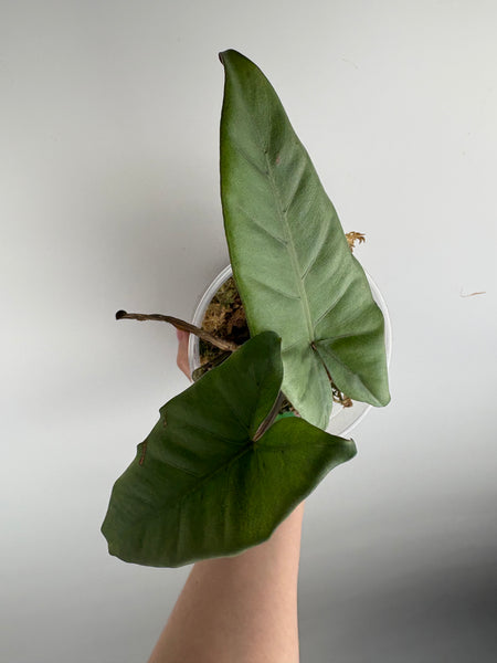 Alocasia silver sp papua barat