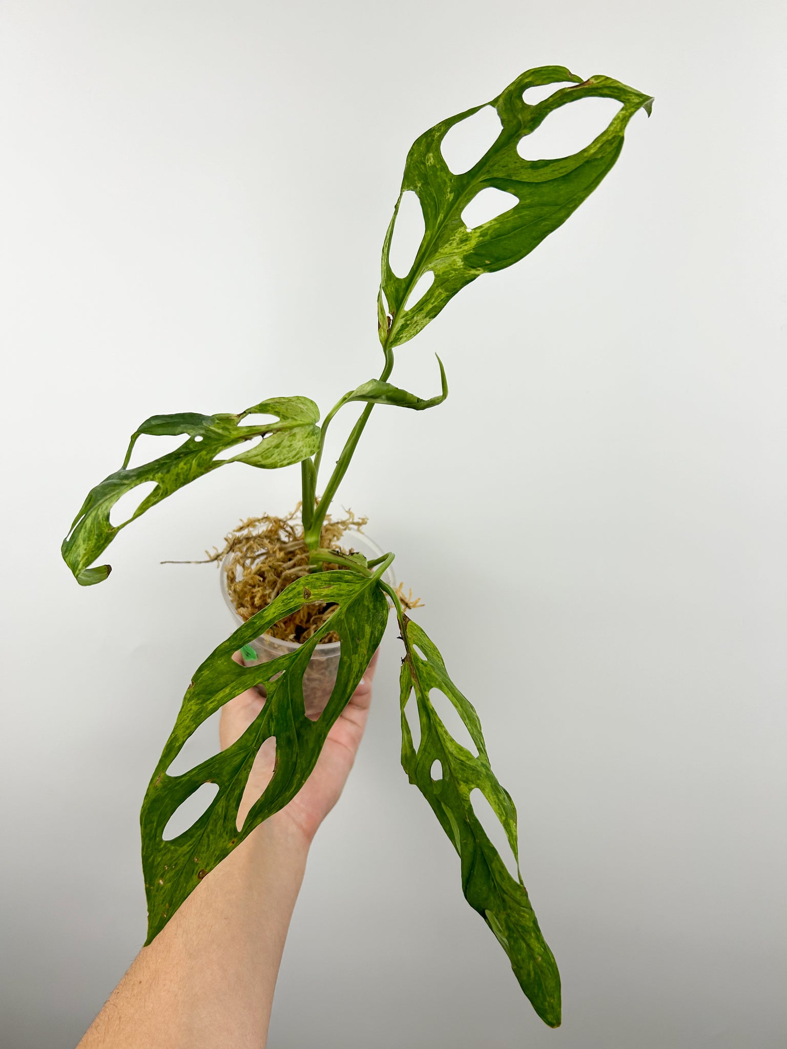 Monstera adansonii indo mint/marble G