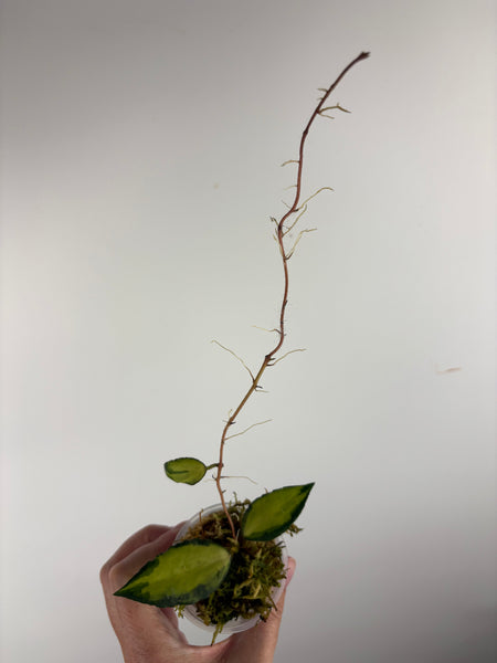 Hoya caudata variegated D