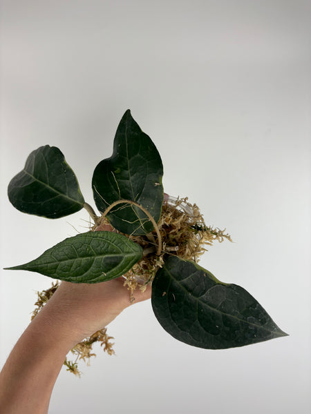 Hoya Tanggamus Albomarginata 3