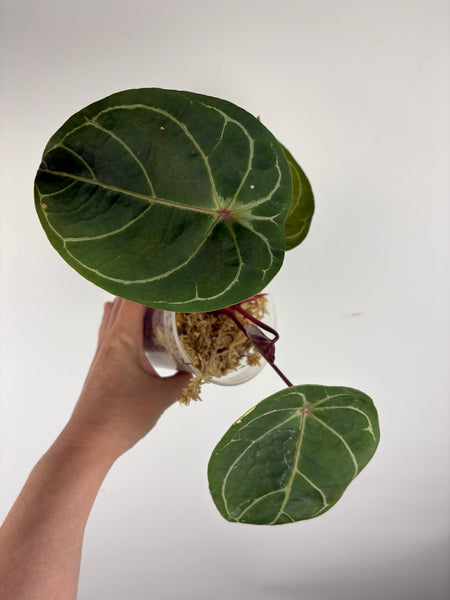 Anthurium michelle x red spider