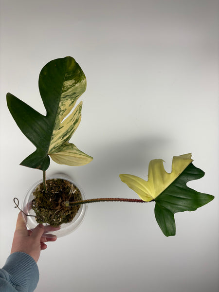 Philodendron Florida beauty x Squamiferum variegated bottom cut
