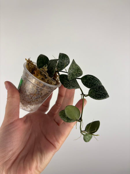 Hoya lacunosa gayung 5