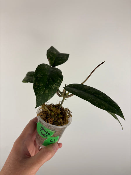 Hoya sp aceh gayo lues 4