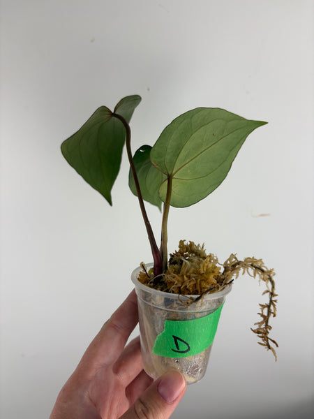 Anthurium blue papi x Michelle D