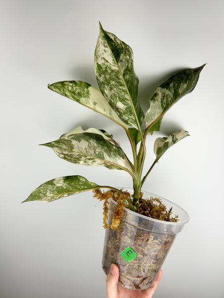 Aglaonema siam jade variegated E