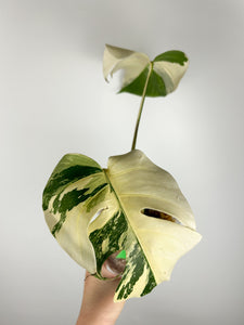 Monstera albo G