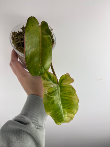 philodendron paraiso albo A