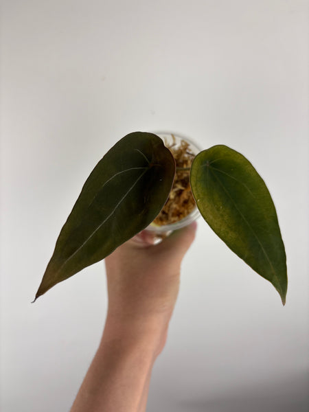 Anthurium Red spider B