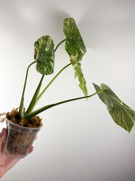 Monstera deliciosa green snow E
