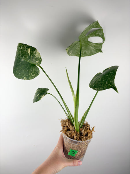 Monstera deliciosa green snow D