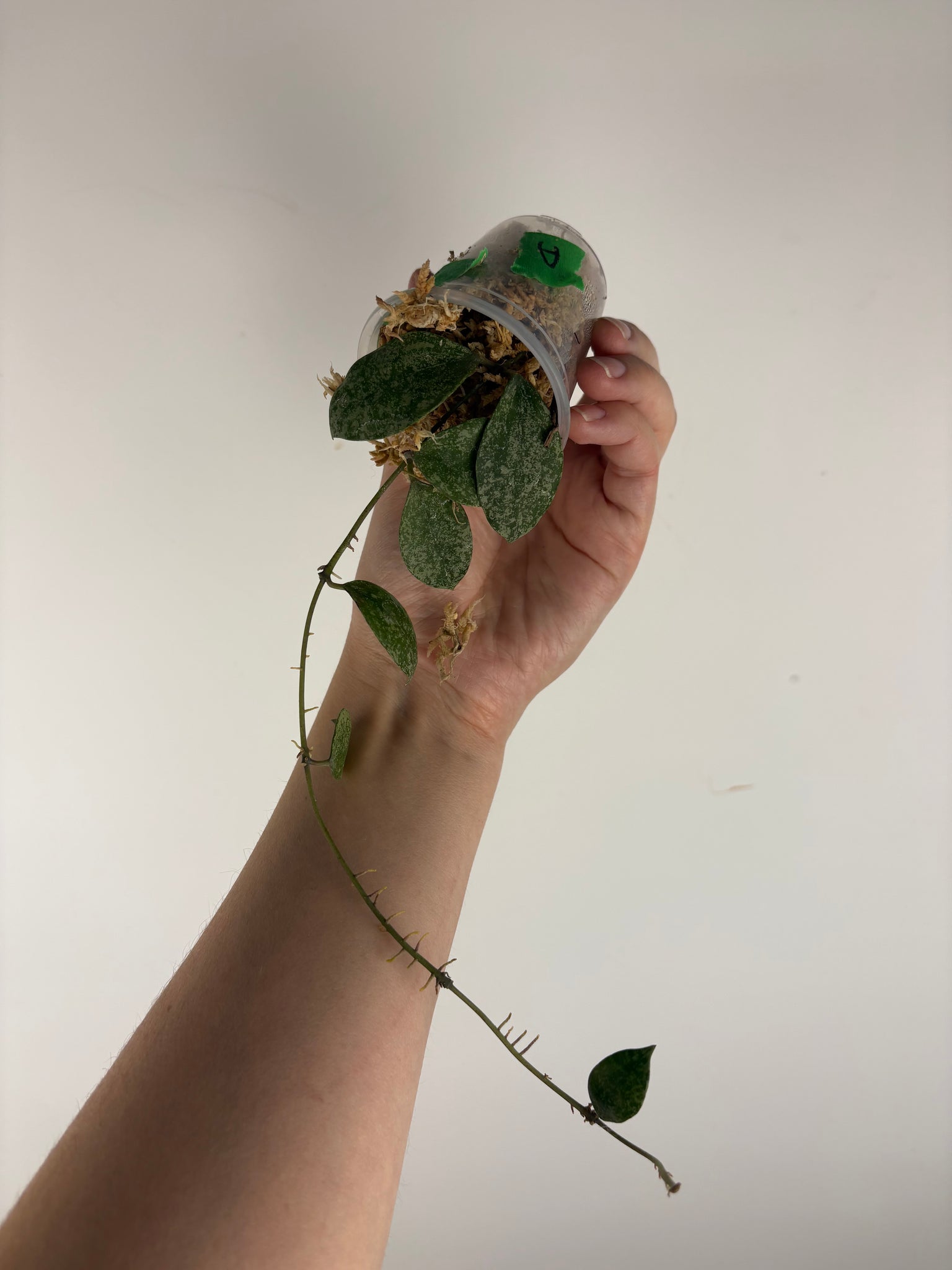 hoya walliniana silver A