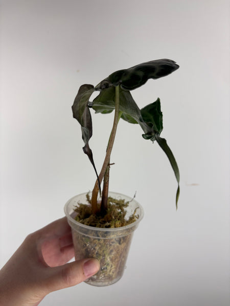 Alocasia venom