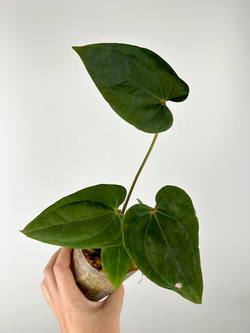 Anthurium Red dark phoenix x (Zara x Michelle) (Thailand)