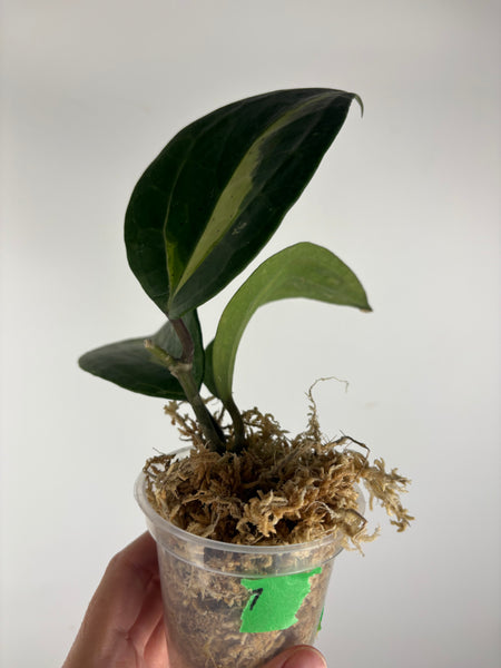 Hoya Latifolia Queensy 7