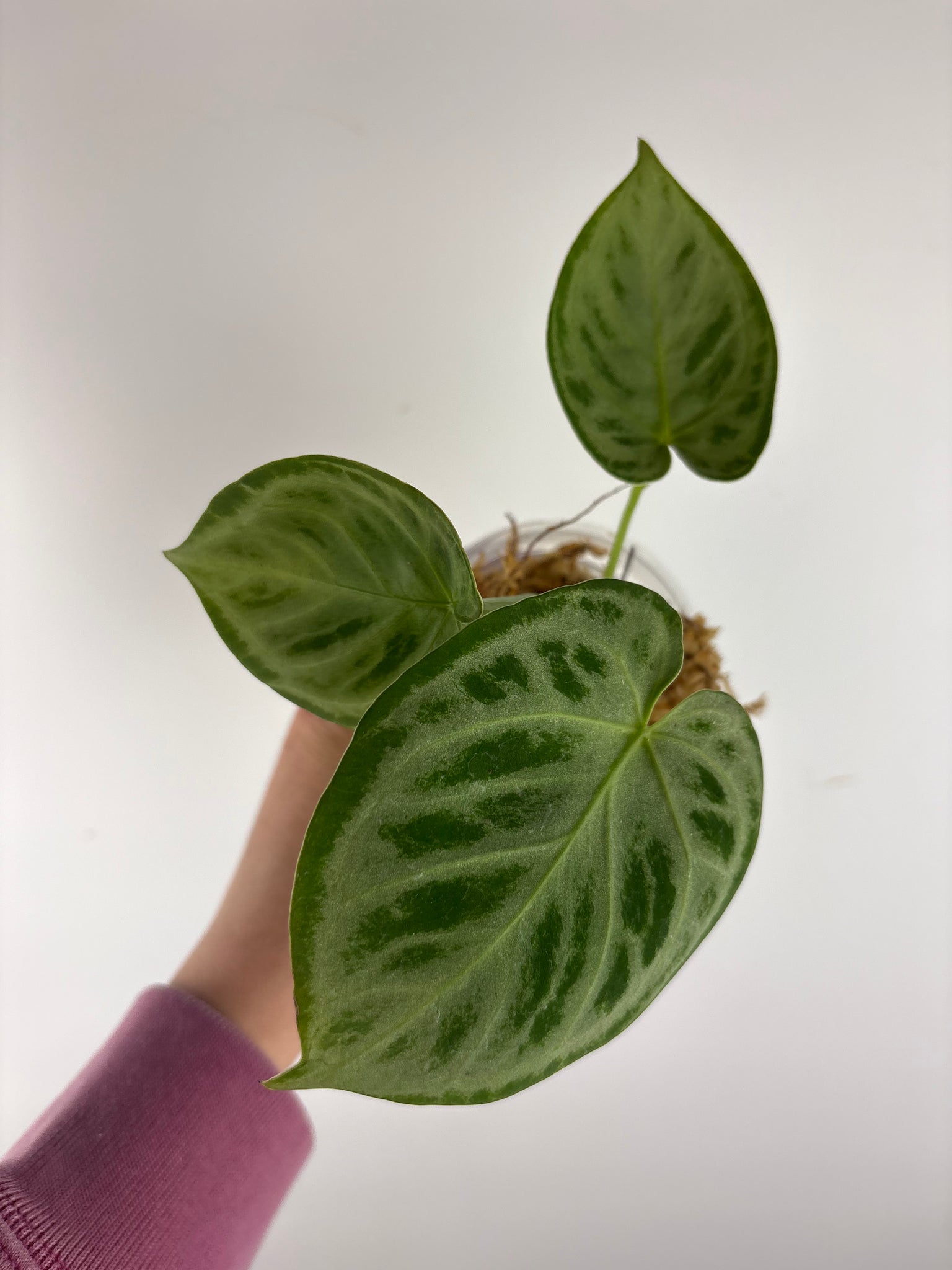 Anthurium Silver Chrome 9 as is