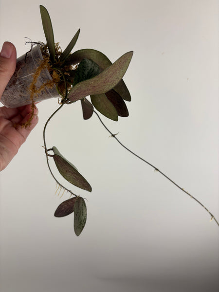 hoya sigillatis borneo silver A