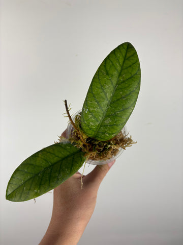 Hoya Meredithii Sp Aceh 3A