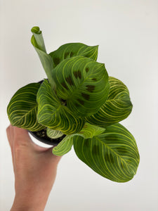Maranta gold lines 4 inch