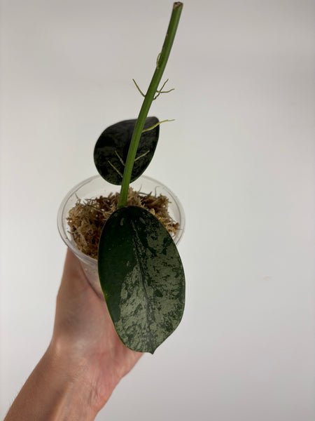 Hoya diversifolia maha dewi 1