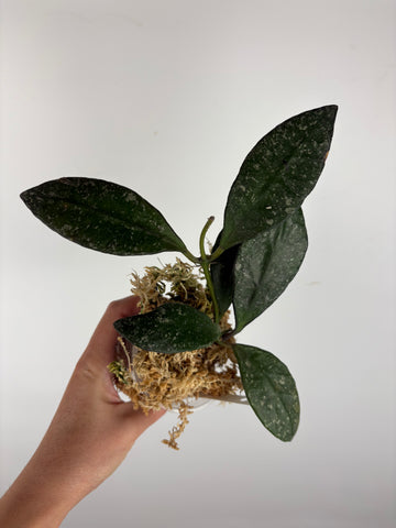 Hoya rundumensis splash 7