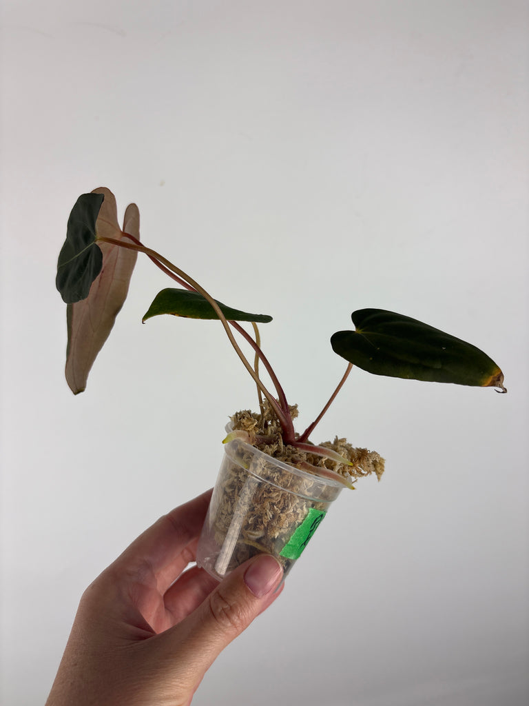 Anthurium blue papi x dark pheonix 5 – We Pot Plants