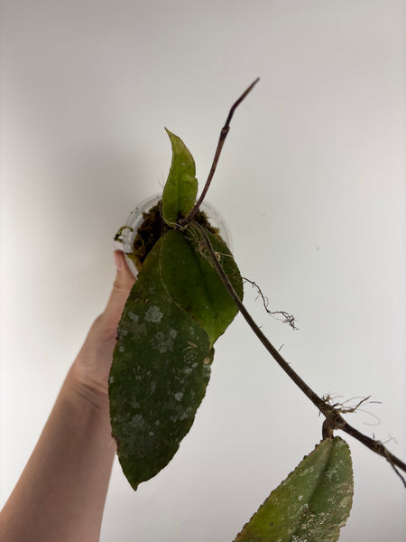 Hoya Undulata red B