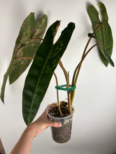 Philodendron billietiae variegated - large plant