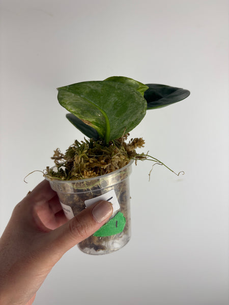 Hoya australis peridot 1