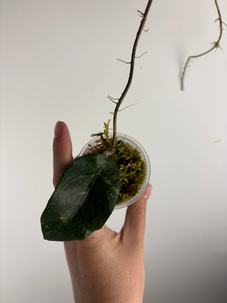 Hoya dragon heart A