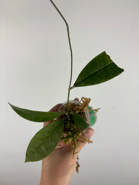 Hoya aff forbesii silver 1
