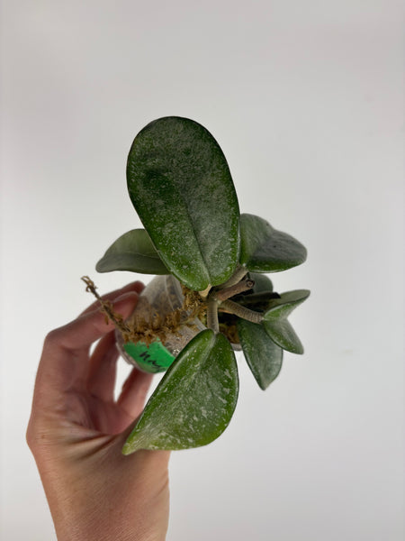 Hoya nova ghost 4