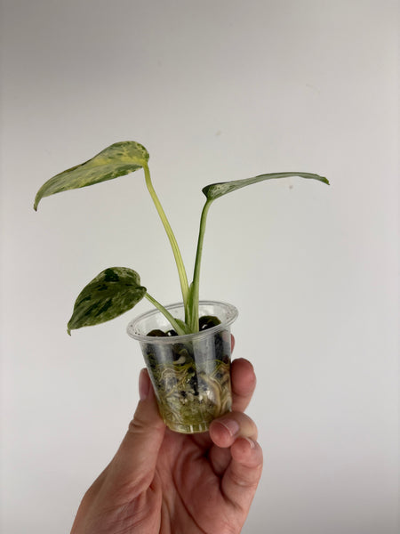 monstera bulbasaur