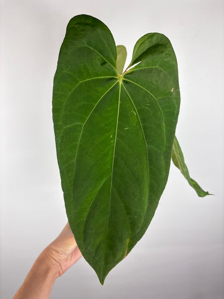 Anthurium Dark Pheonix  x papillilaminum
