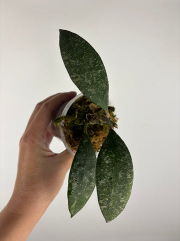 Hoya rundumensis splash 2