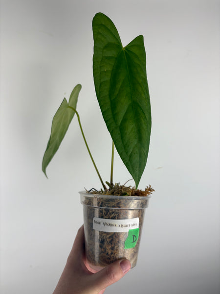 Anthurium dark pheonix x nero D