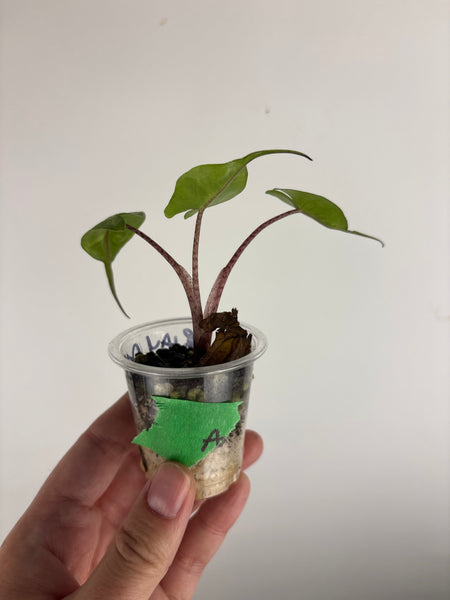 Alocasia stingray aurea