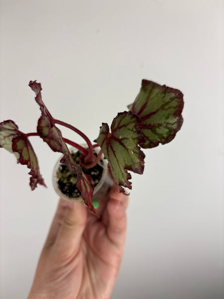 begonia robert golden
