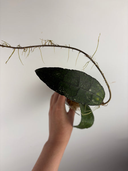 hoya clemensiorum waterfall B