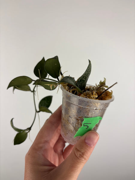 Hoya lacunosa gayung 5