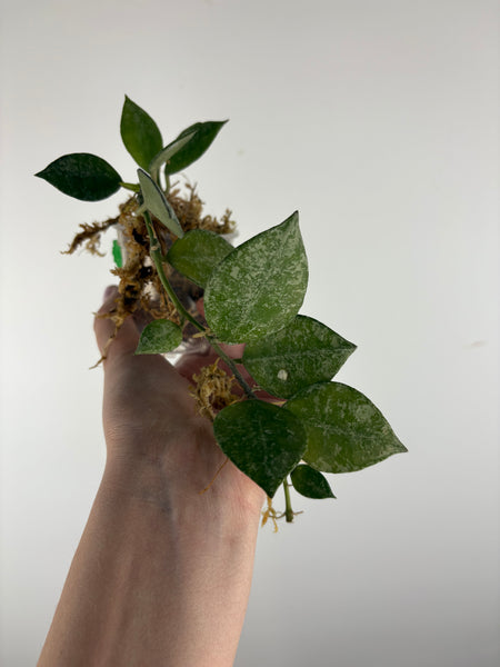 hoya lacunosa green mint C