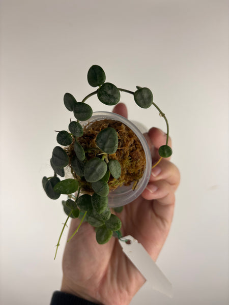 Hoya serpens silver (Thailand) C