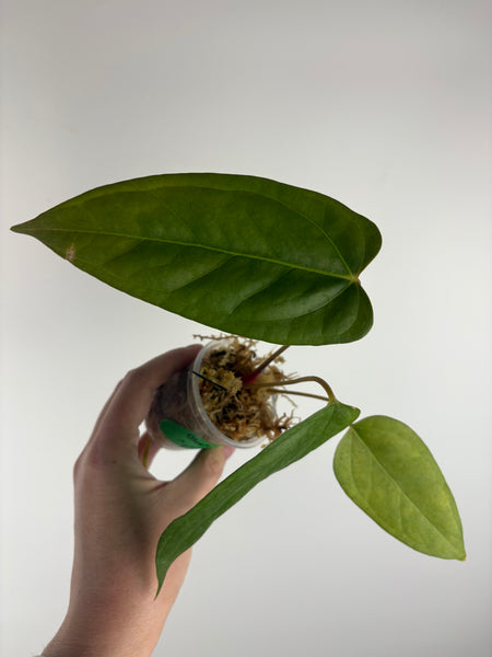 Anthurium Black sweet x panama C