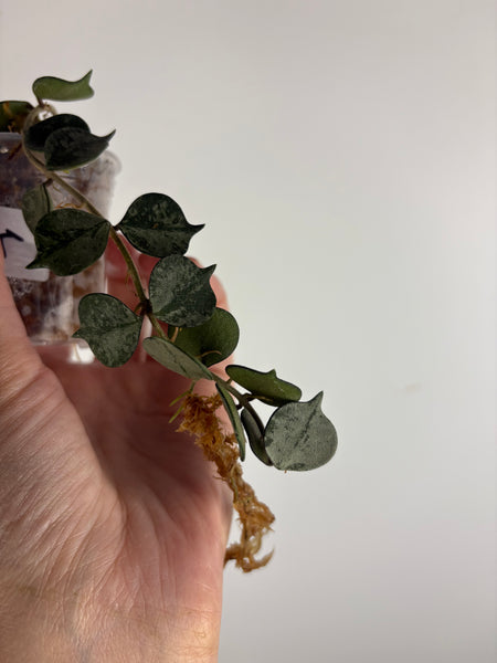 Hoya curtisii silver 3