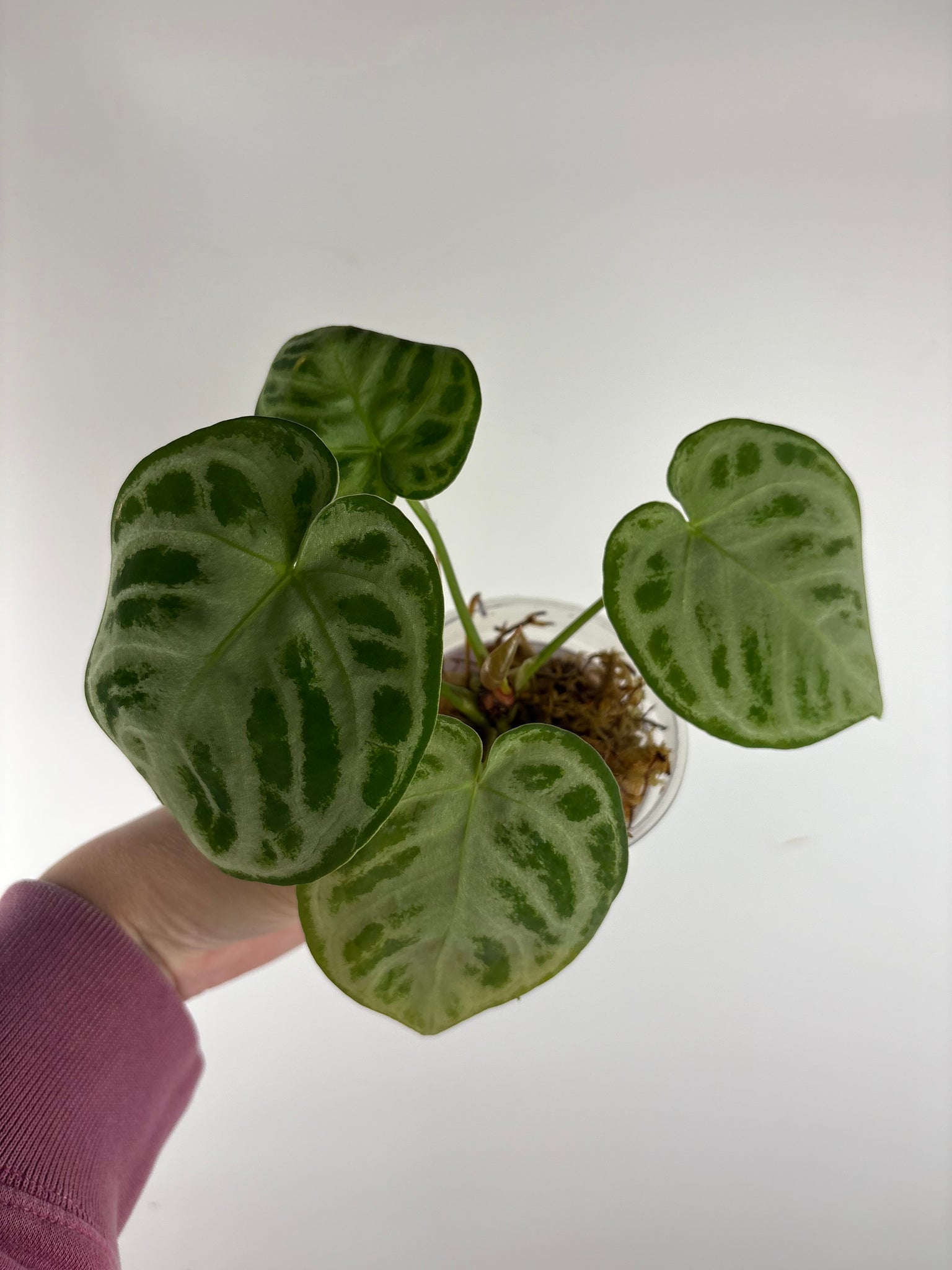 Anthurium Silver Chrome 8 as is