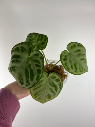 Anthurium Silver Chrome 8 as is