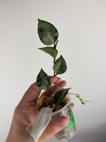 Hoya Lacunosa green flame A