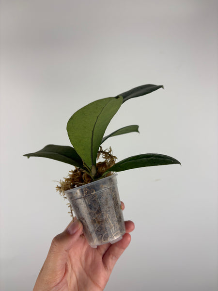 Hoya aff forbesii silver 9