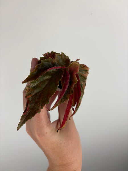begonia ginny galaxy variegated B
