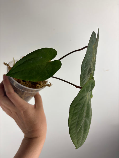 Anthurium RVDP
